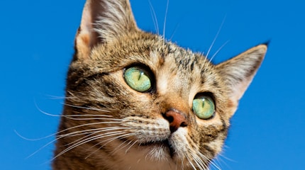 Cat watching a video